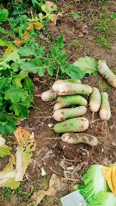 过冬了把大白菜用稻草捆起来.收菜收萝卜