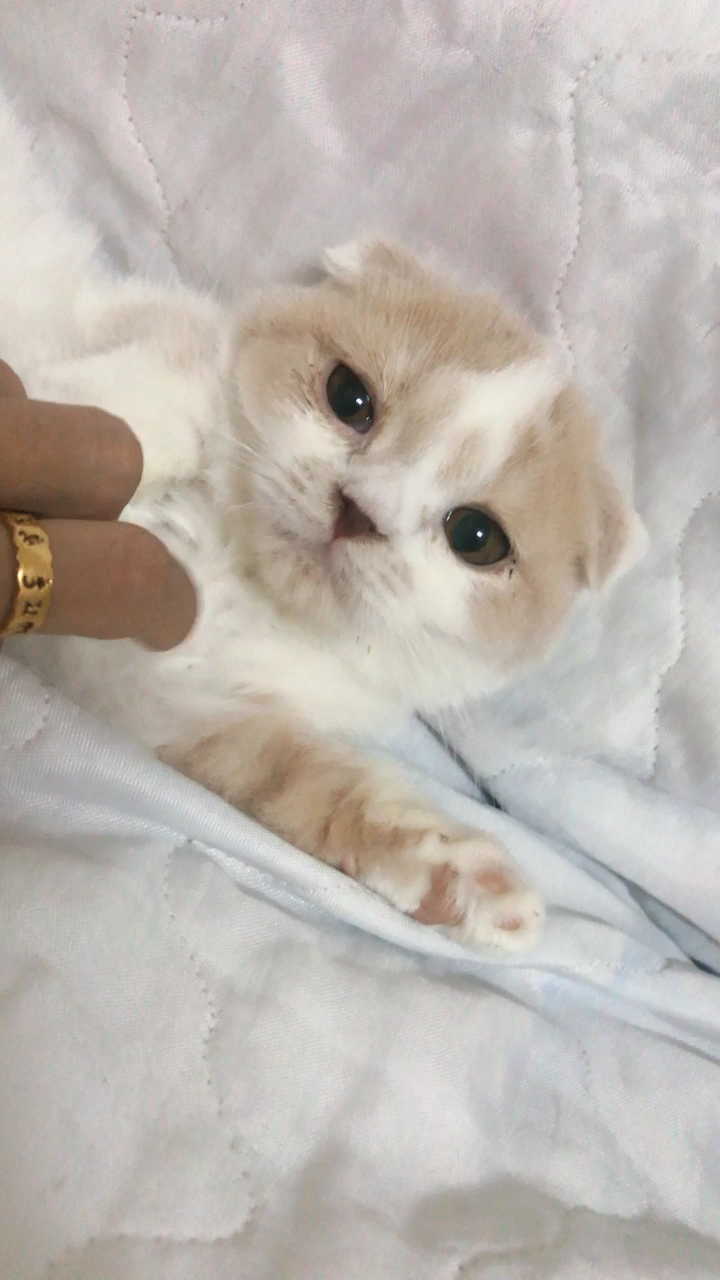 这只乳白色的折耳英短弟弟太乖了 超级喜欢它