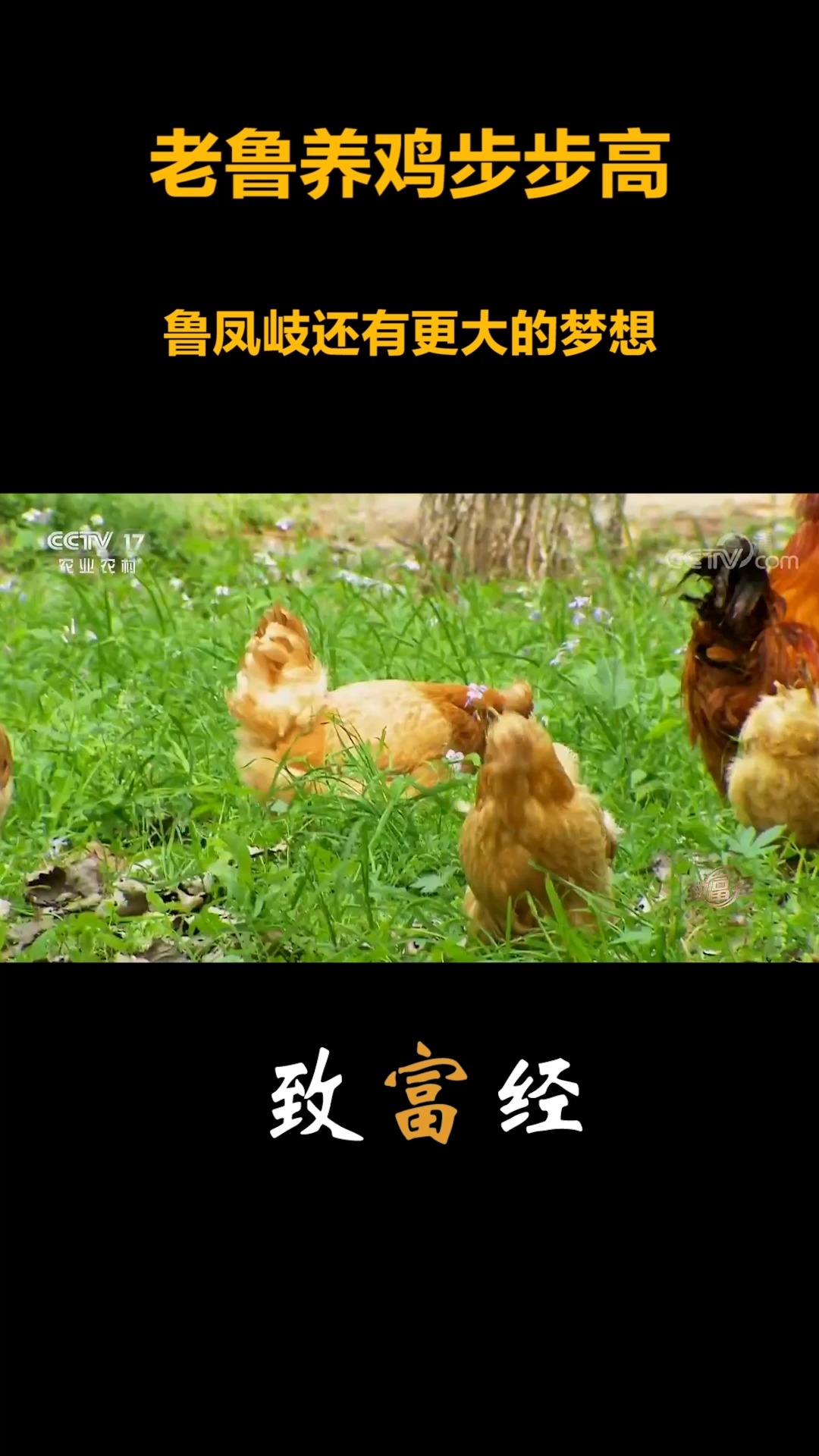 致富经播出的所有养鸡节目(致富经cctv7养土鸡视频)