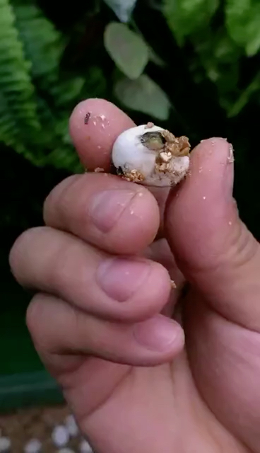 挤97蛇蛋04!这么小的04,出来那么大的97