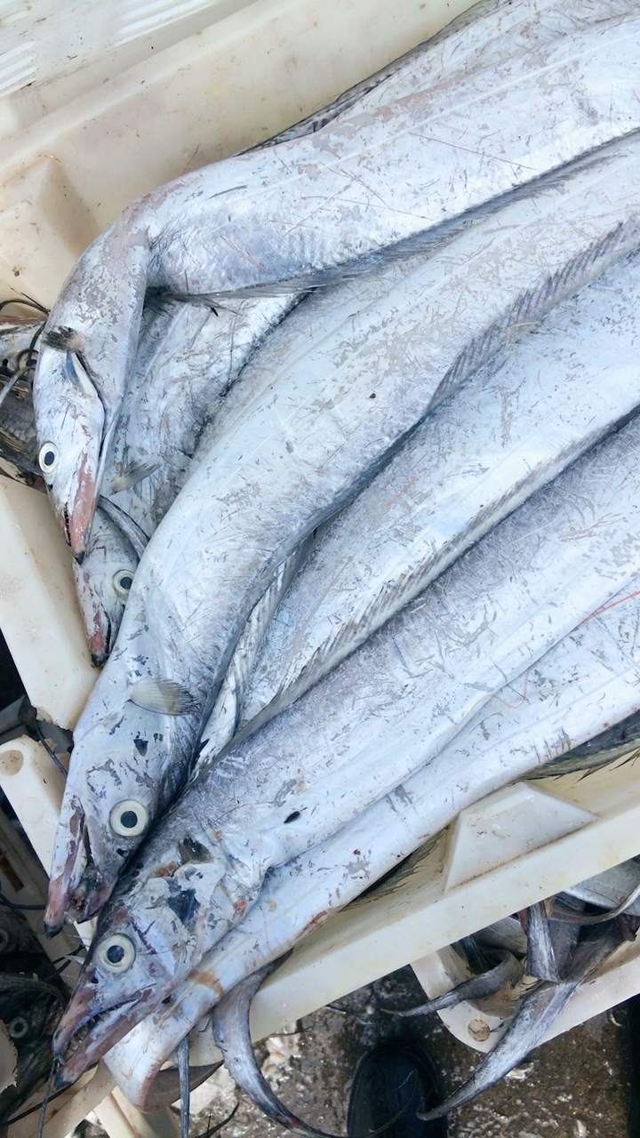 舟山小眼睛雷达网带鱼,有喜欢吃带鱼的吗?点赞过万,前100单打6折!