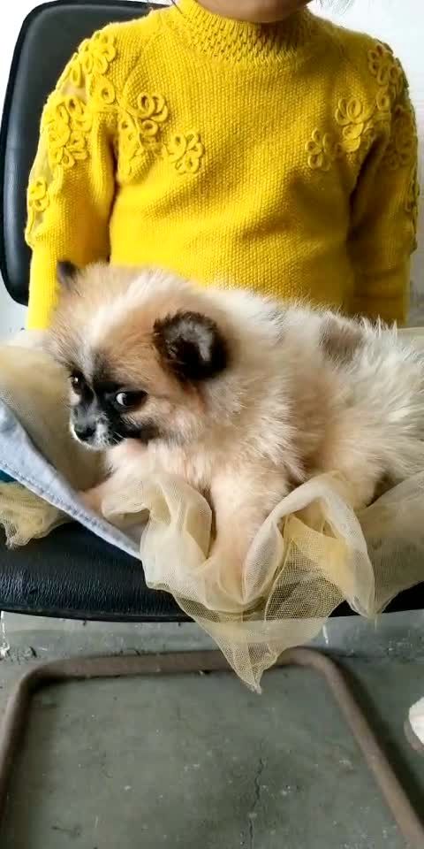 三色花博美小弟弟!