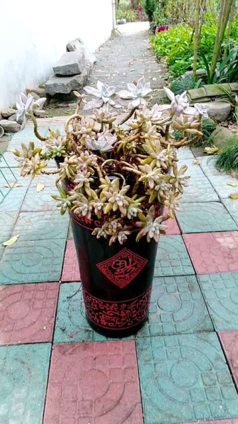 欣赏之悬崖老桩