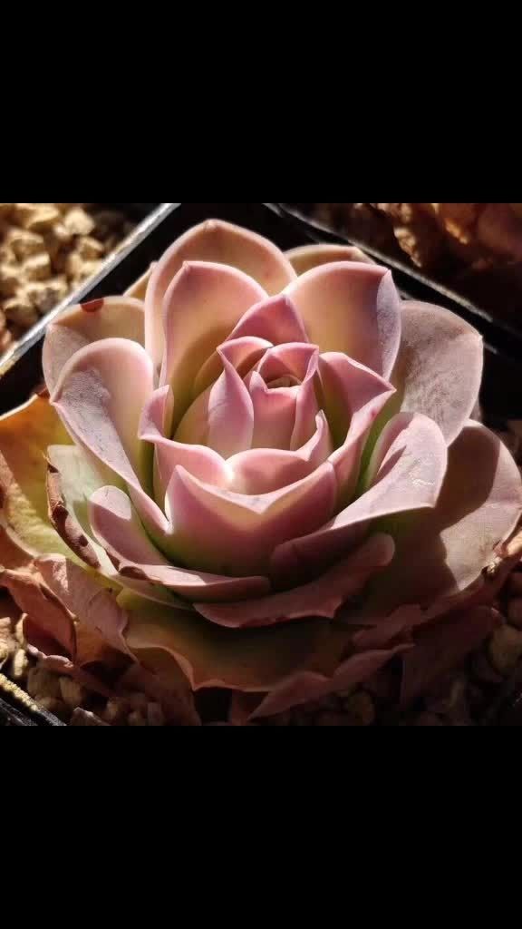 "水蜜桃粉耶罗"969696