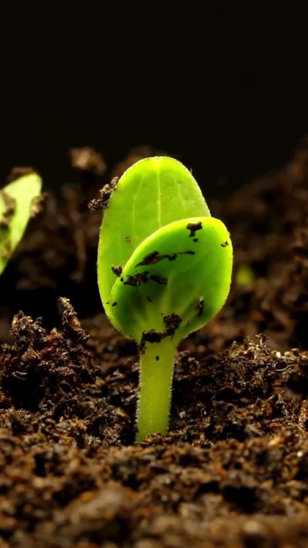 破土而出的小萌芽,可做动态壁纸