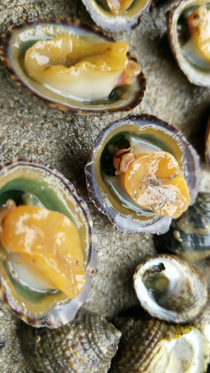 小伙赶海捡螺,挖到这些贝壳 像鲍鱼,看长这相肯定好吃