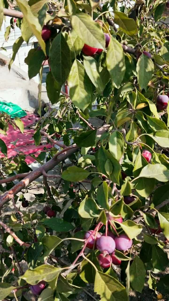 海红子熟了,准备开摘了,6元一斤