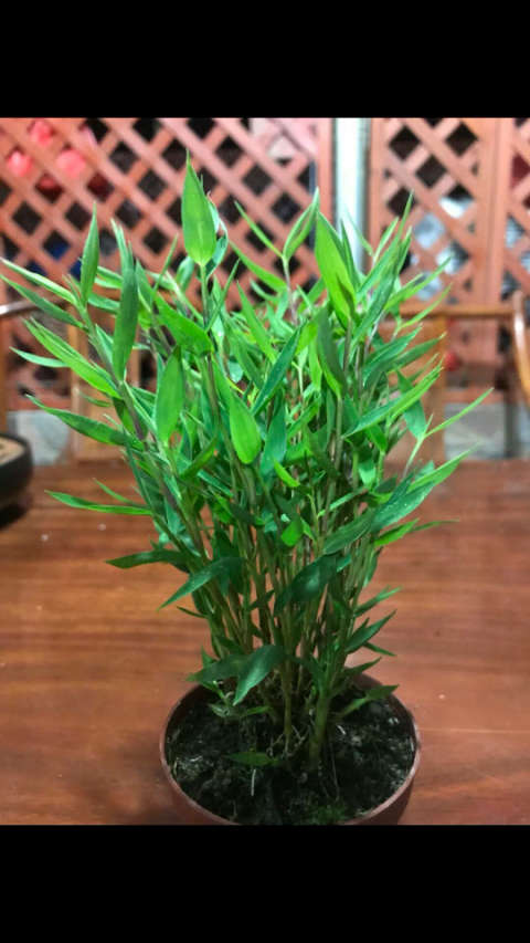 澳洲风竹批发零售,要的私