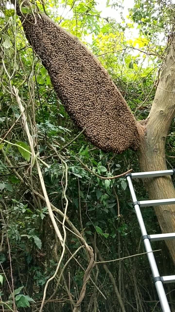 大排蜂蜂王照片图片