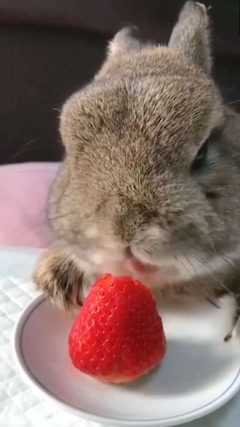 吃草莓的小兔兔好可爱