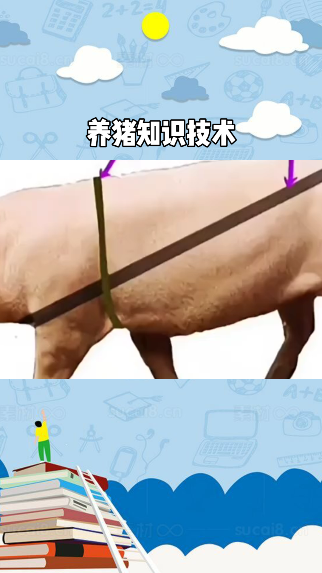 不用称就知道猪的体重#百万视友赐神评