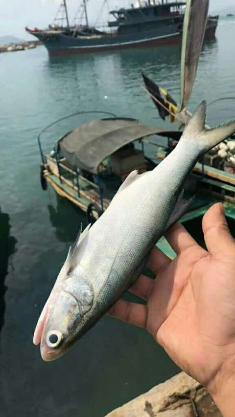 小午鱼 小马友鱼上百斤 一斤2-3条 一款深受欢迎的好鱼#华昌海鲜