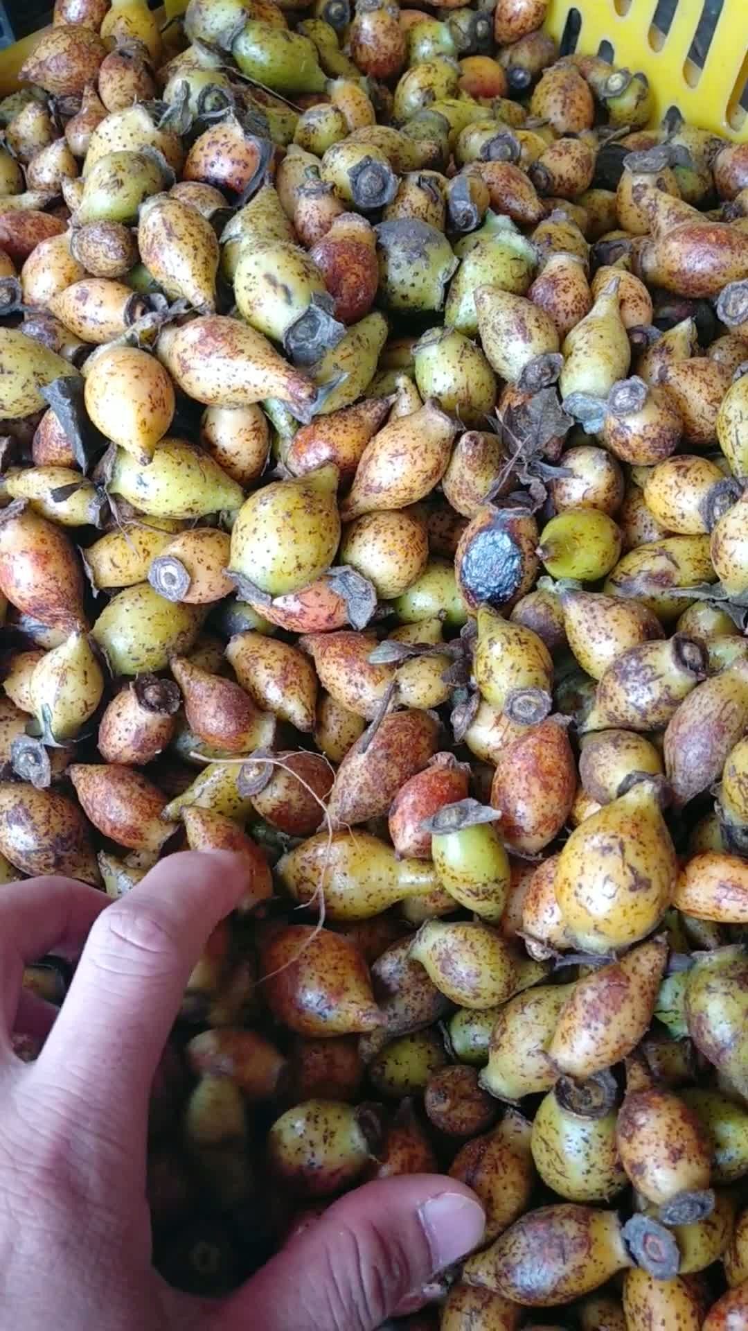 金樱果拿去泡酒对风湿痛风,补肾壮阳功效非常好