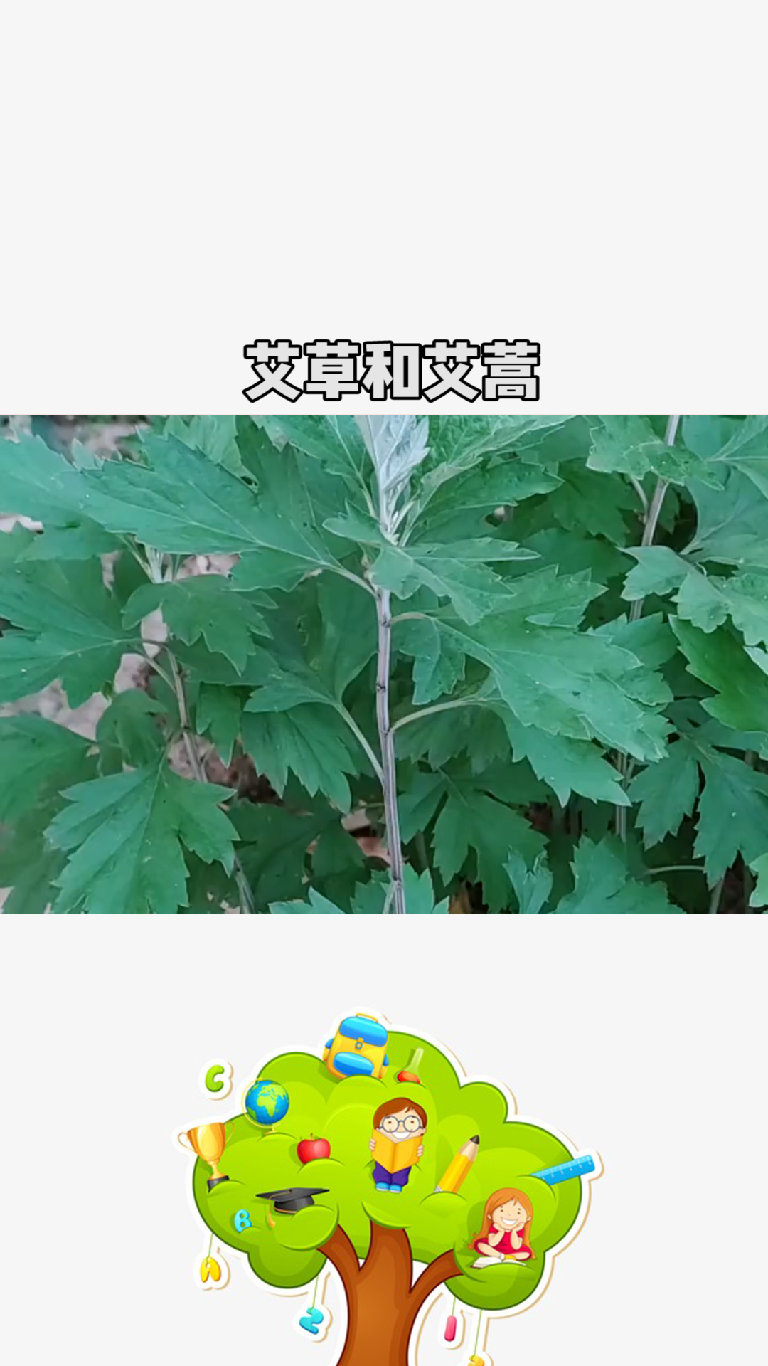 野艾蒿和艾草怎样分别图片