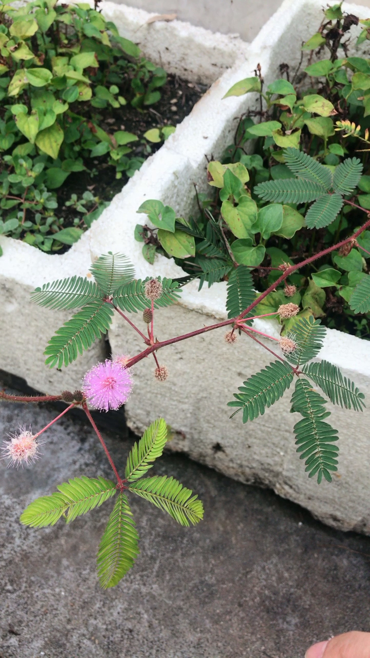 含羞草开花了