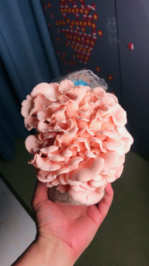 看看我养的蘑菇96:)大家知道这是什么品种吗?粉色蘑菇?