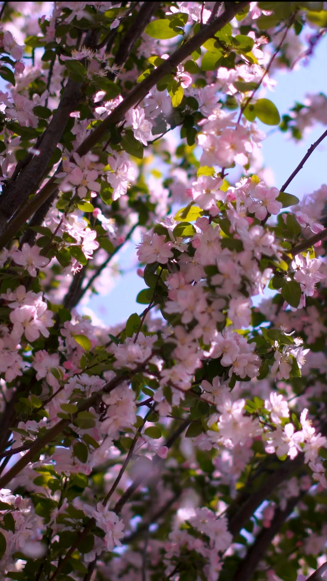 天津五大道之大理道海棠花盛开的季节
