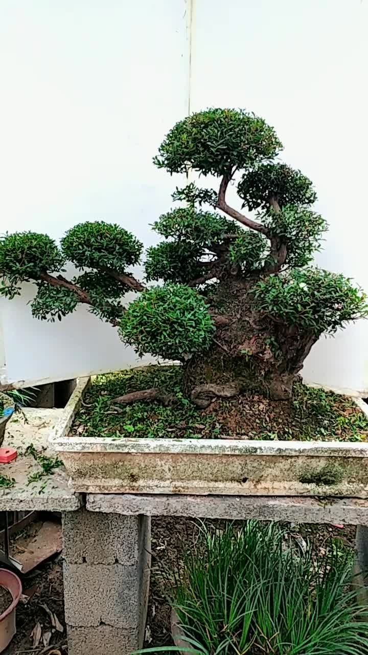 小叶赤楠盆景老桩