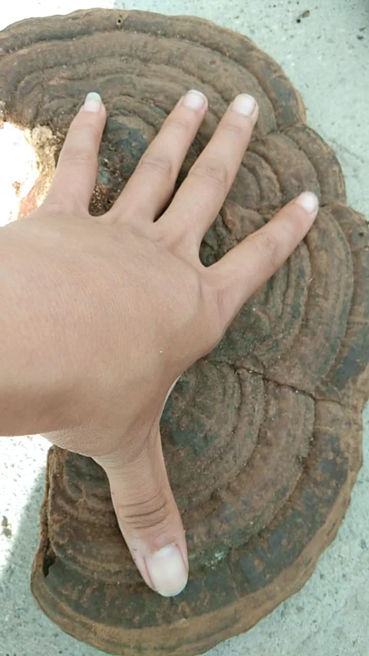 平盖灵芝——老牛干90