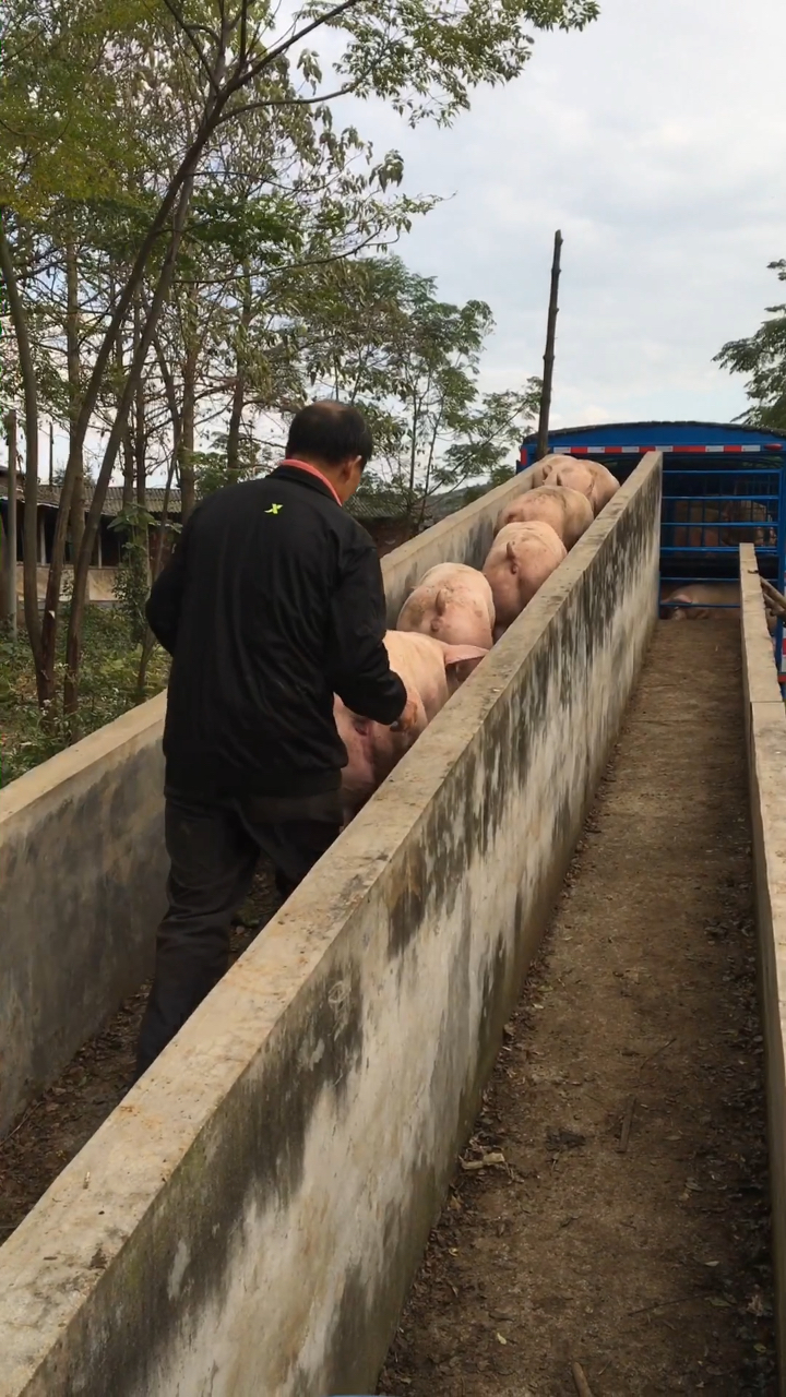 这个上猪台真舒服