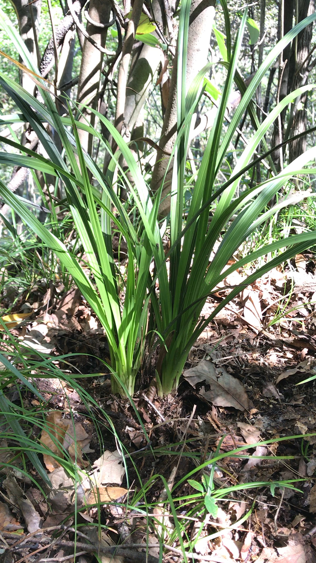 兰友们,看看这棵秦岭蕙兰漂亮吗?