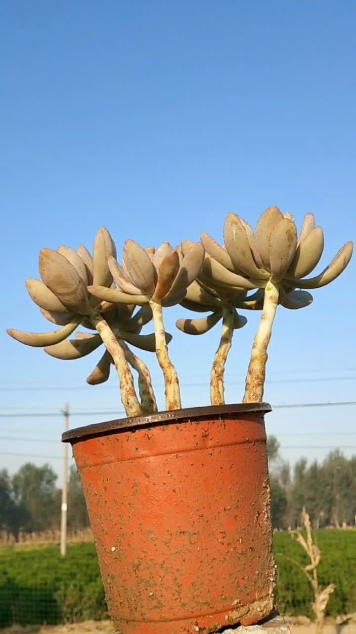 批发多肉植物 冬美人