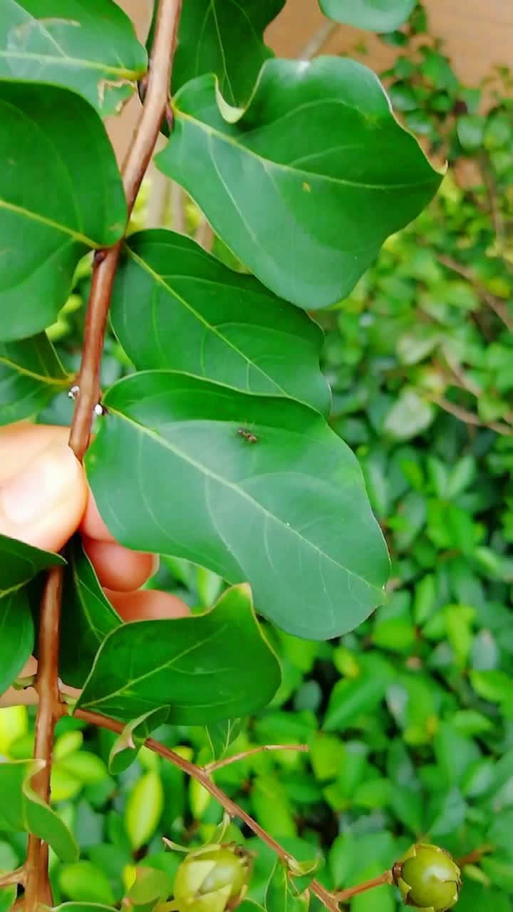 植物小知识,紫薇叶子