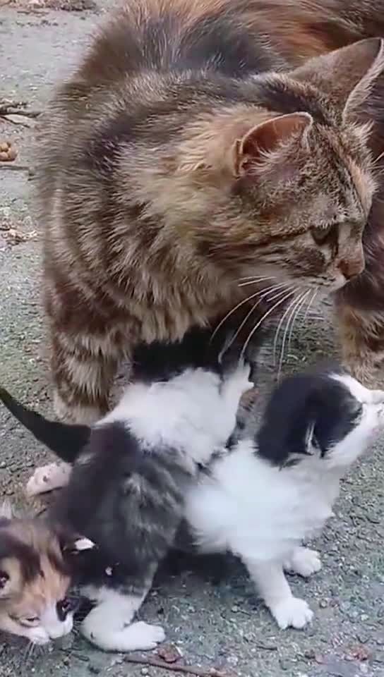 猫妈妈带个小猫们玩耍,超级可爱啊