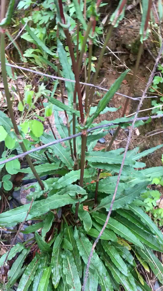 土名:牛舌头草,吃起来酸酸的