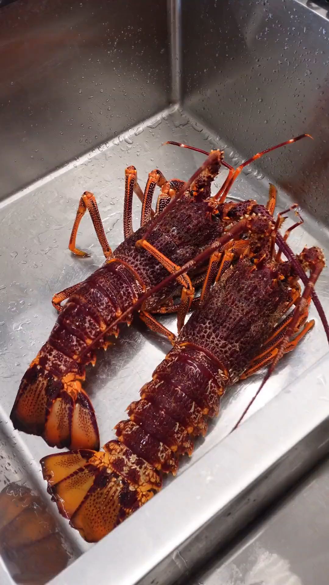 美食 #生腌 #海鲜 #火锅 #龙虾 #帝王蟹