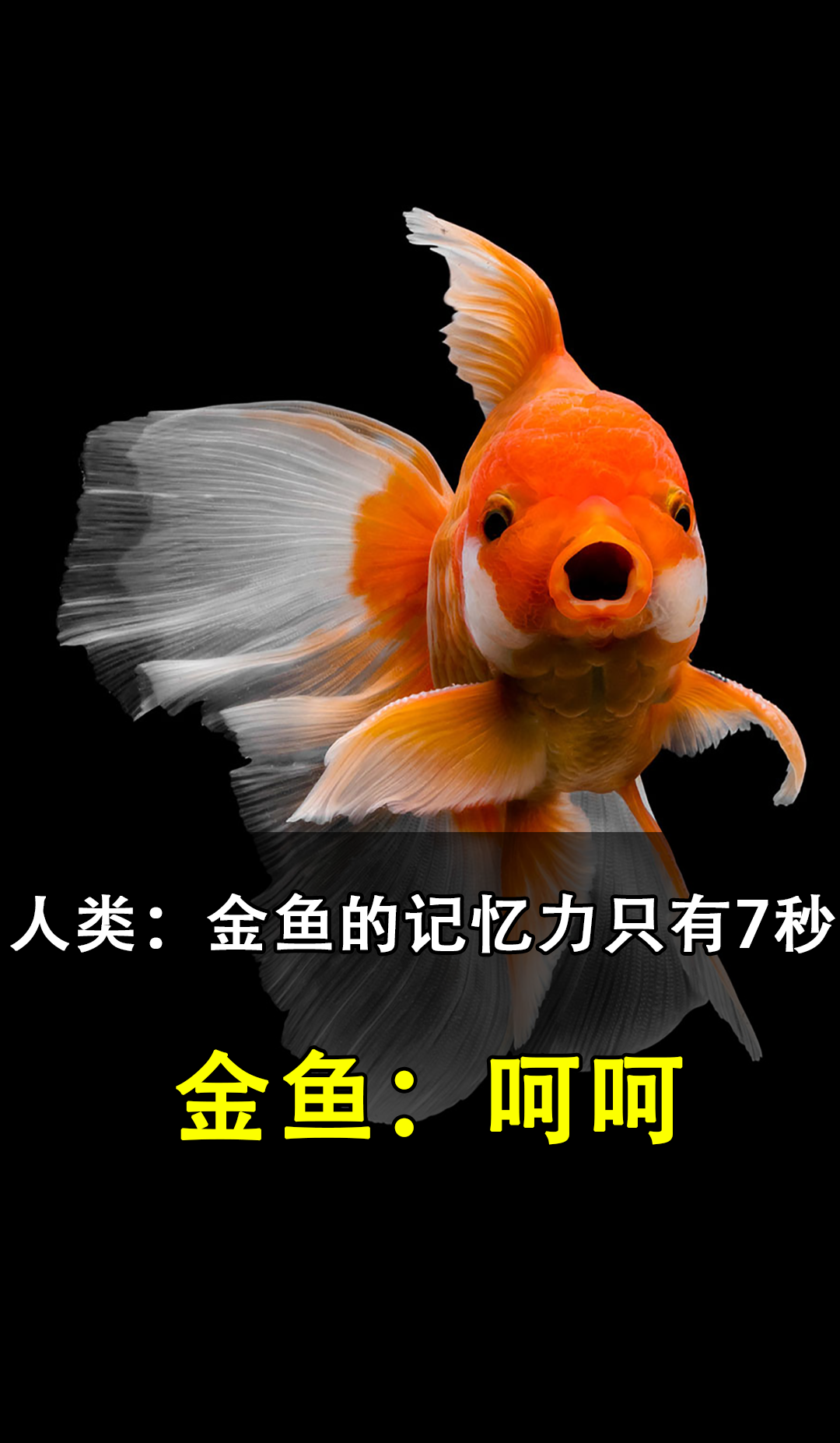 实验证明并非如此,你被骗了多少年?#鱼#记忆#科普#涨知识