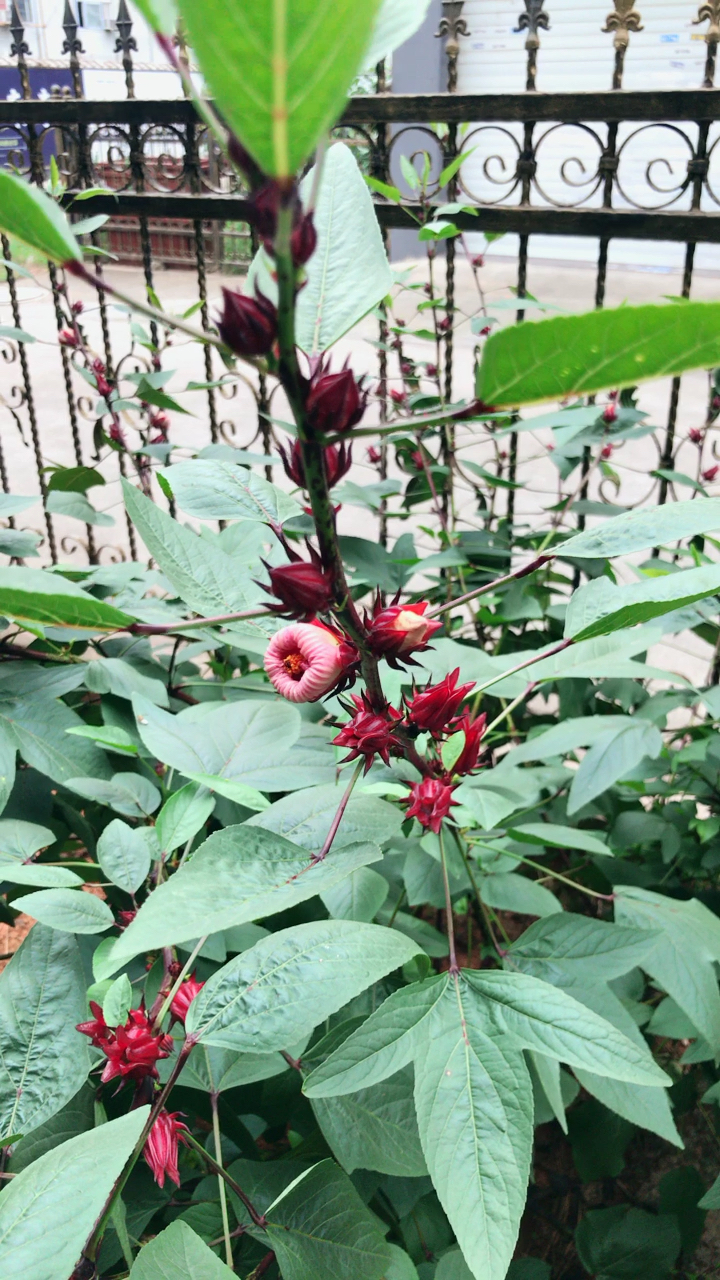 见过包装好的营养品红桃k,有没有见过还在土里的植物红糖k0303