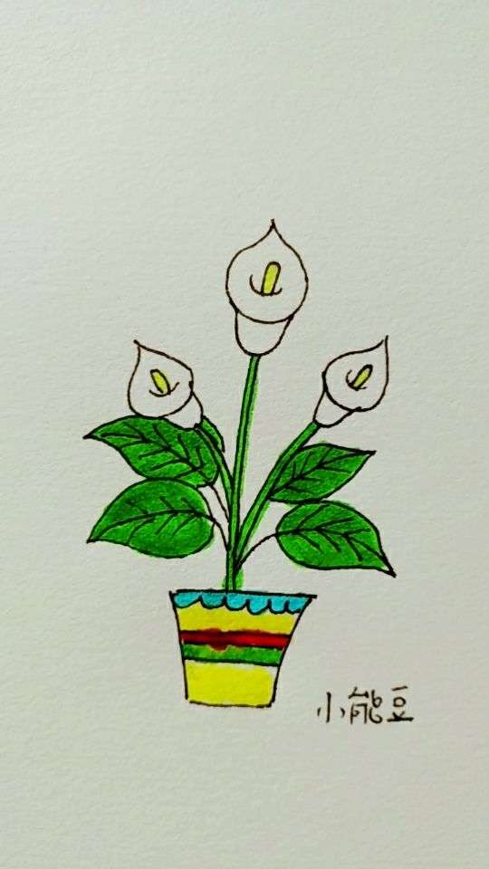 简单画马蹄莲,喜欢双击收藏吧.