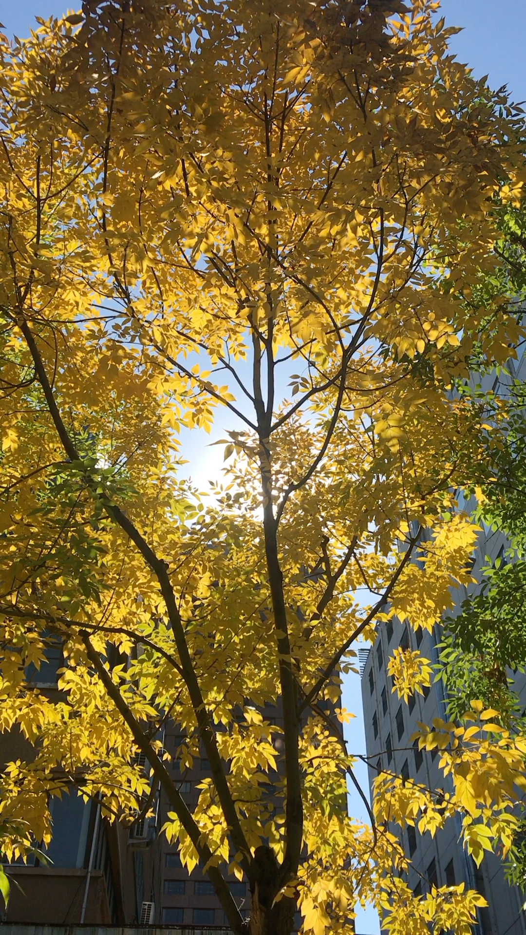 秋日北京,青黄相接