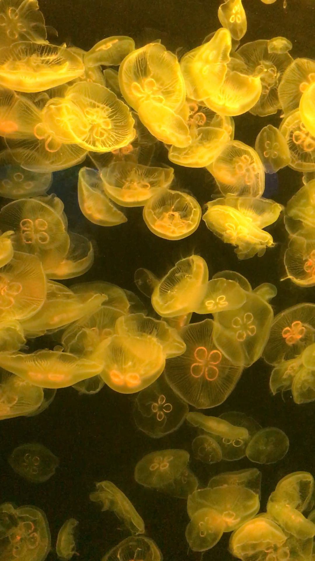 送给大家一张七彩水母的动态壁纸