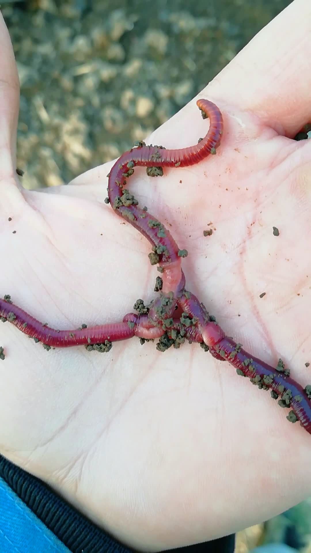 三条蚯蚓正在交配989898