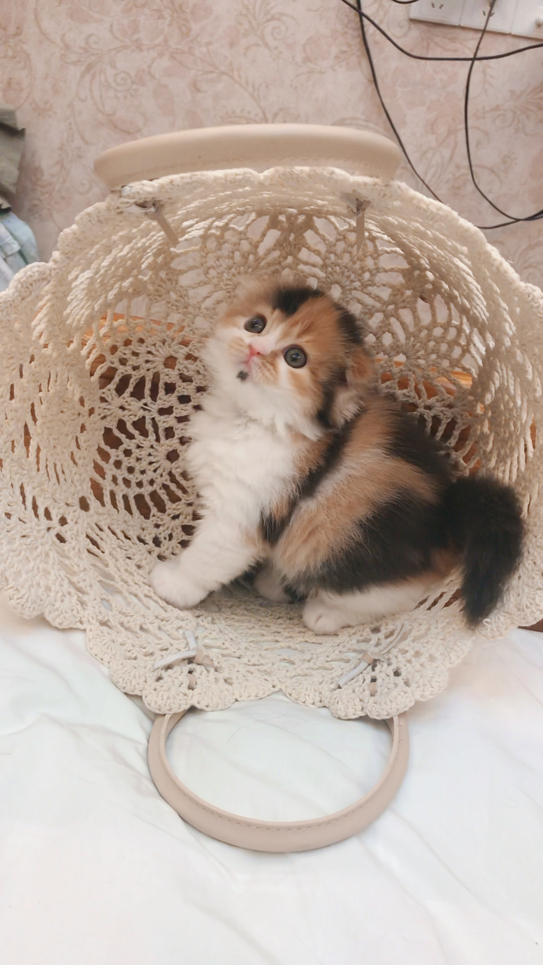 萌萌的cfa苏格兰折耳三花妹妹!