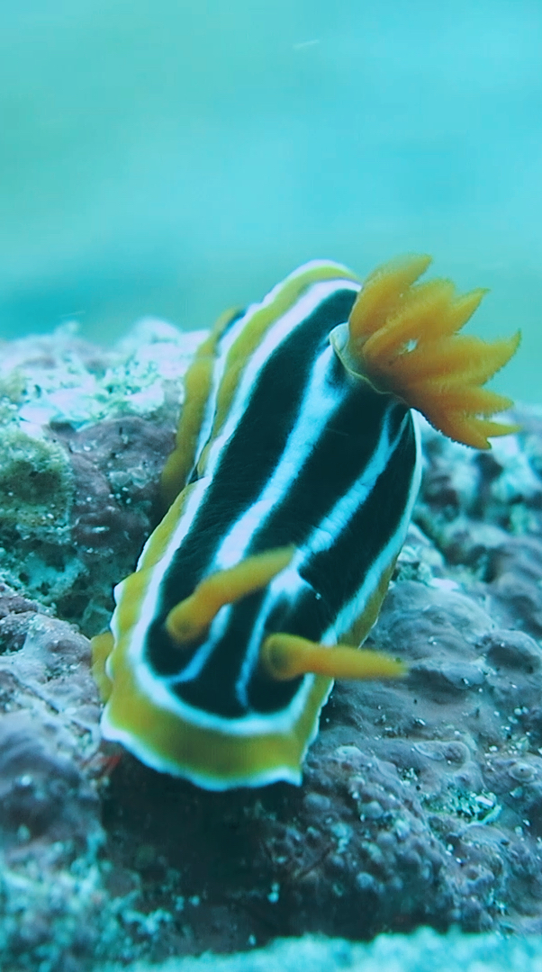 萌萌哒的海兔了解一下