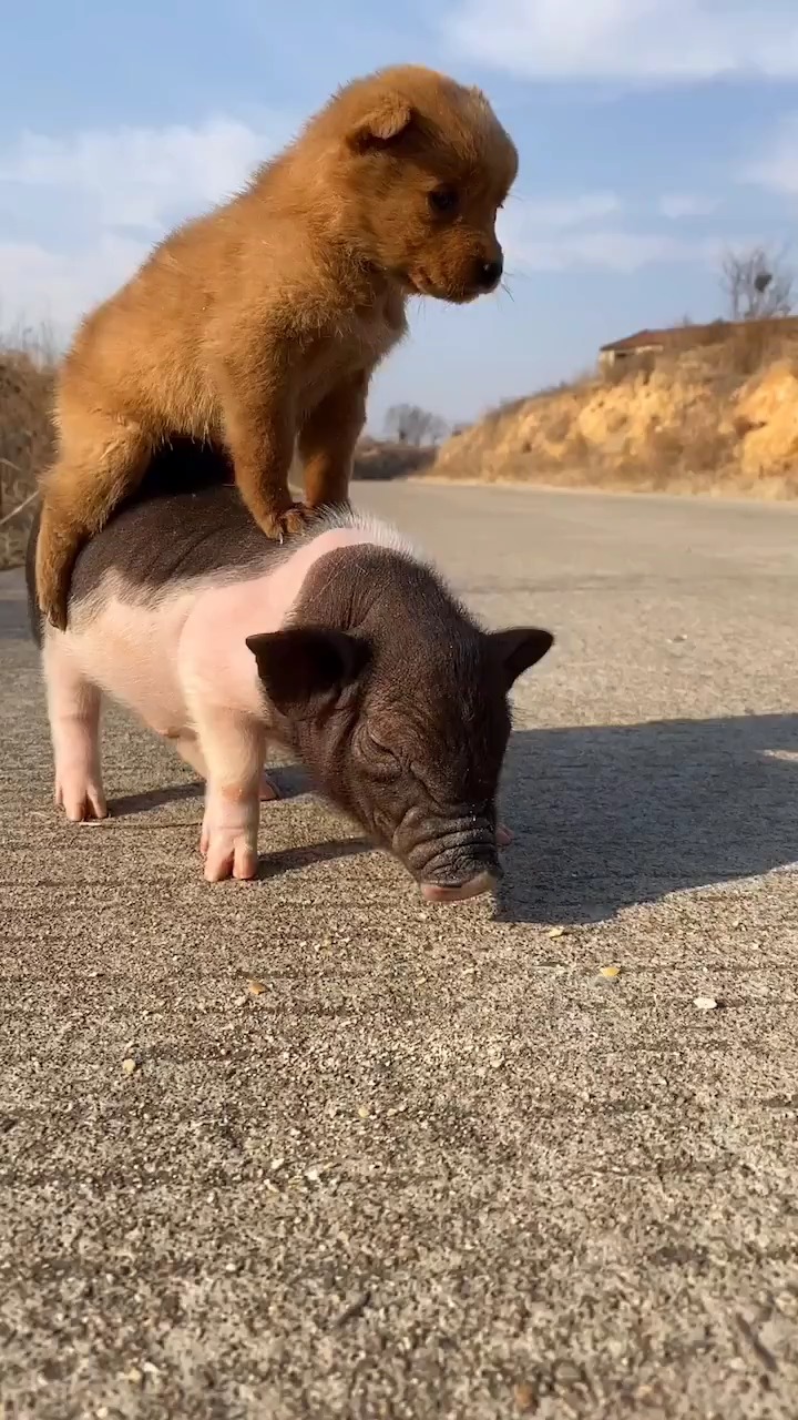 小猪背着小狗