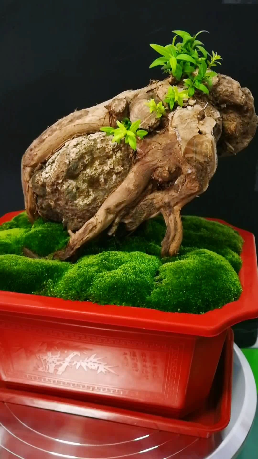 蕊帽忍冬,天然抱石造型.