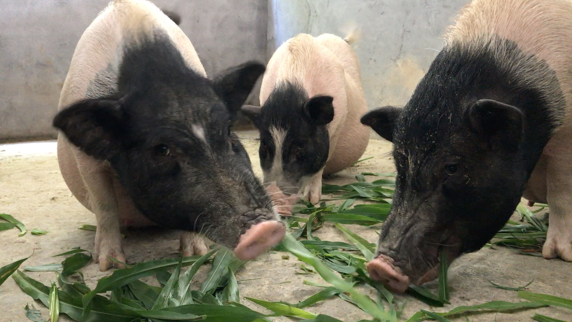 生态养殖巴马香猪全程饲喂青草不喂饲料
