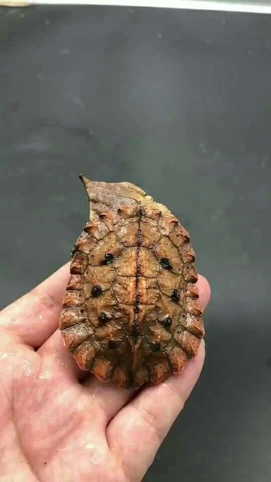 红玛塔,远古神物,像片叶子,最最奇特没有之一