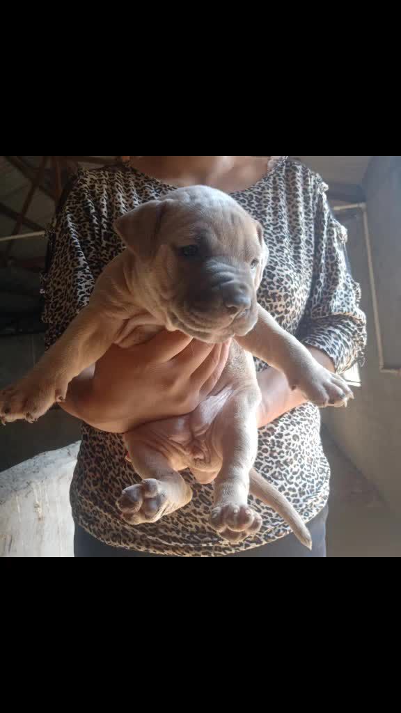 精品比特一个月了