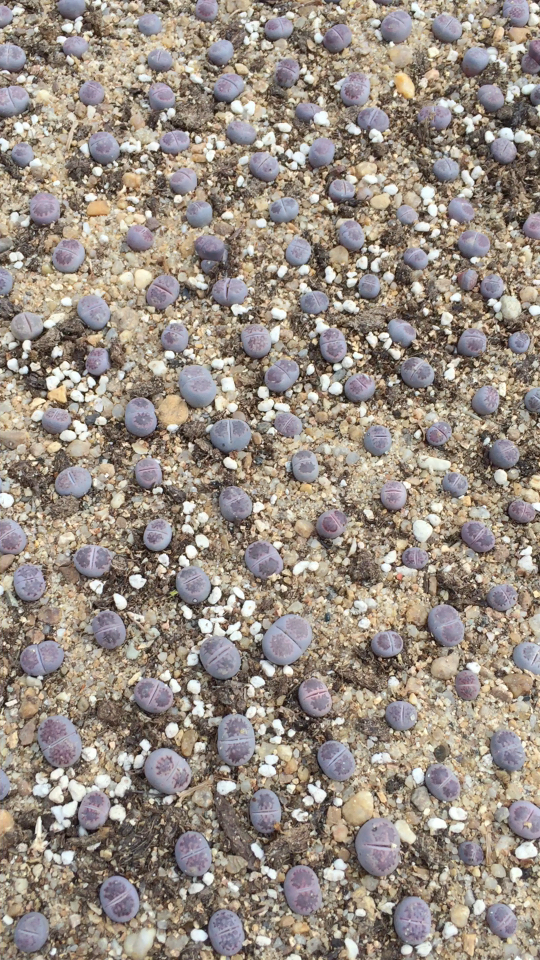 紫李生石花,1.2厘米左右