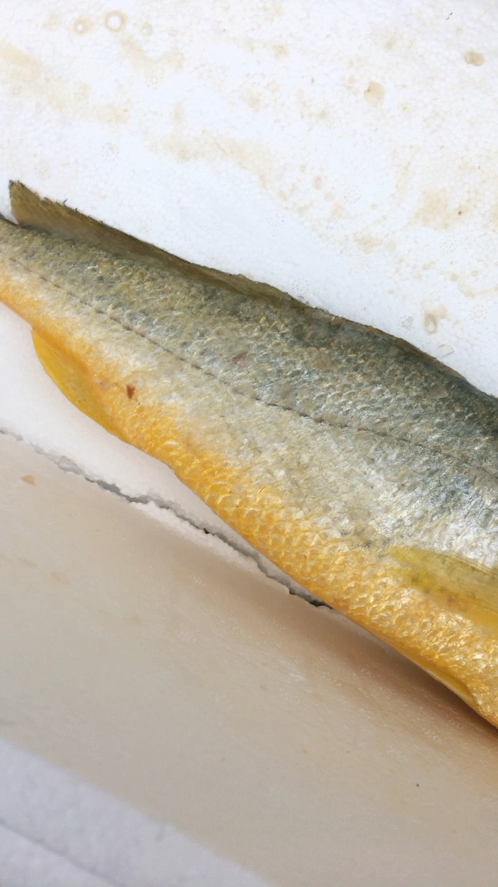 又见野生黄唇鱼!鱼中之贵!