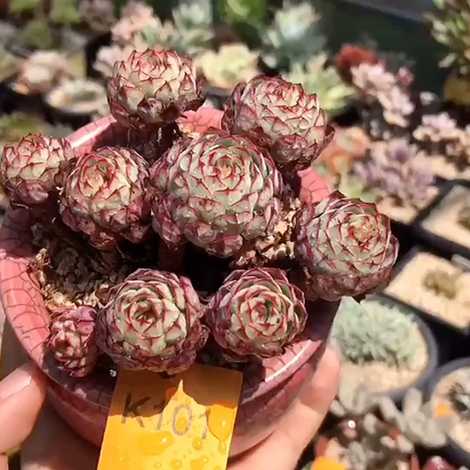 小圆球多肉植物