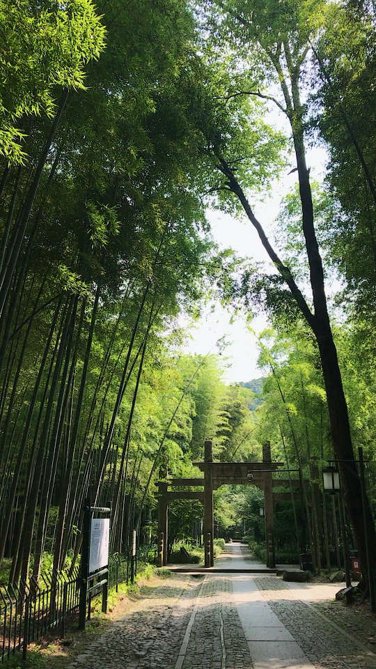杭州云栖竹径,卧虎藏龙取景地,竹林太美了!