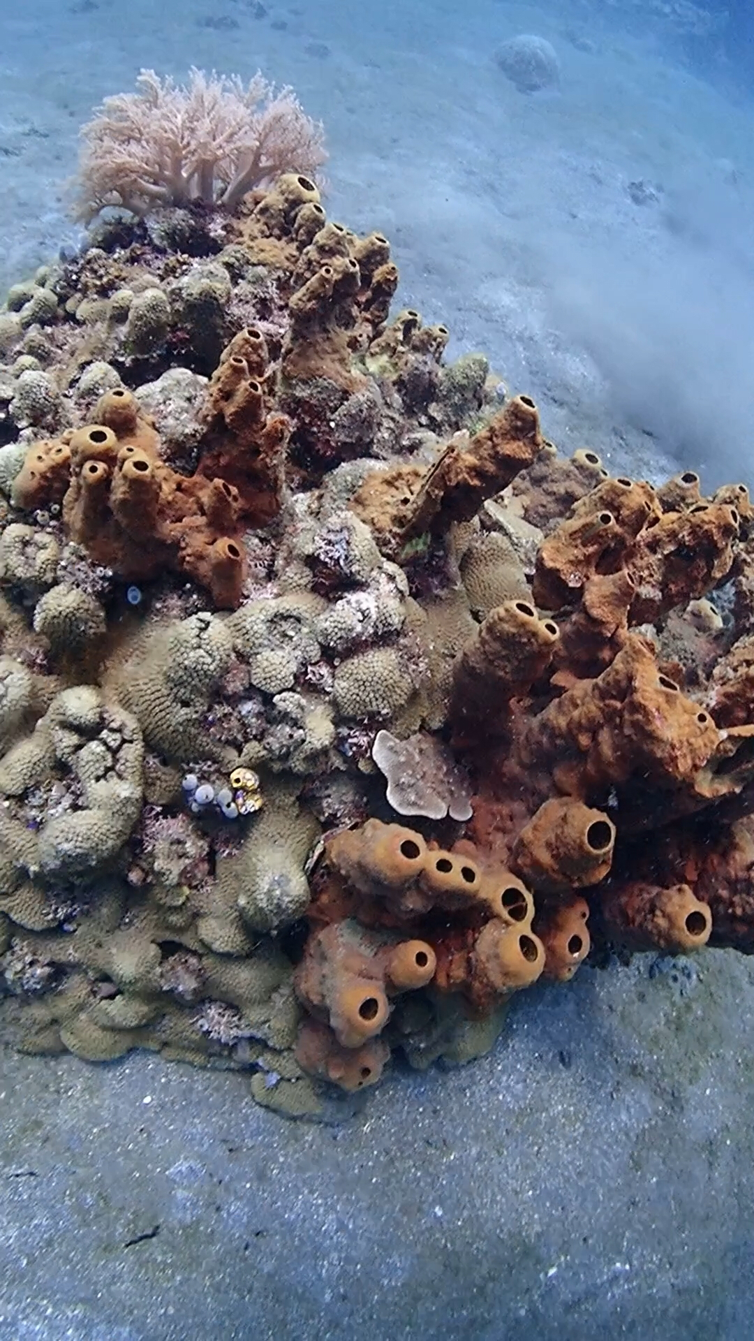 腔肠动物,食物从口进入,食物残渣从口排出,它以捕食海洋里细小的浮游