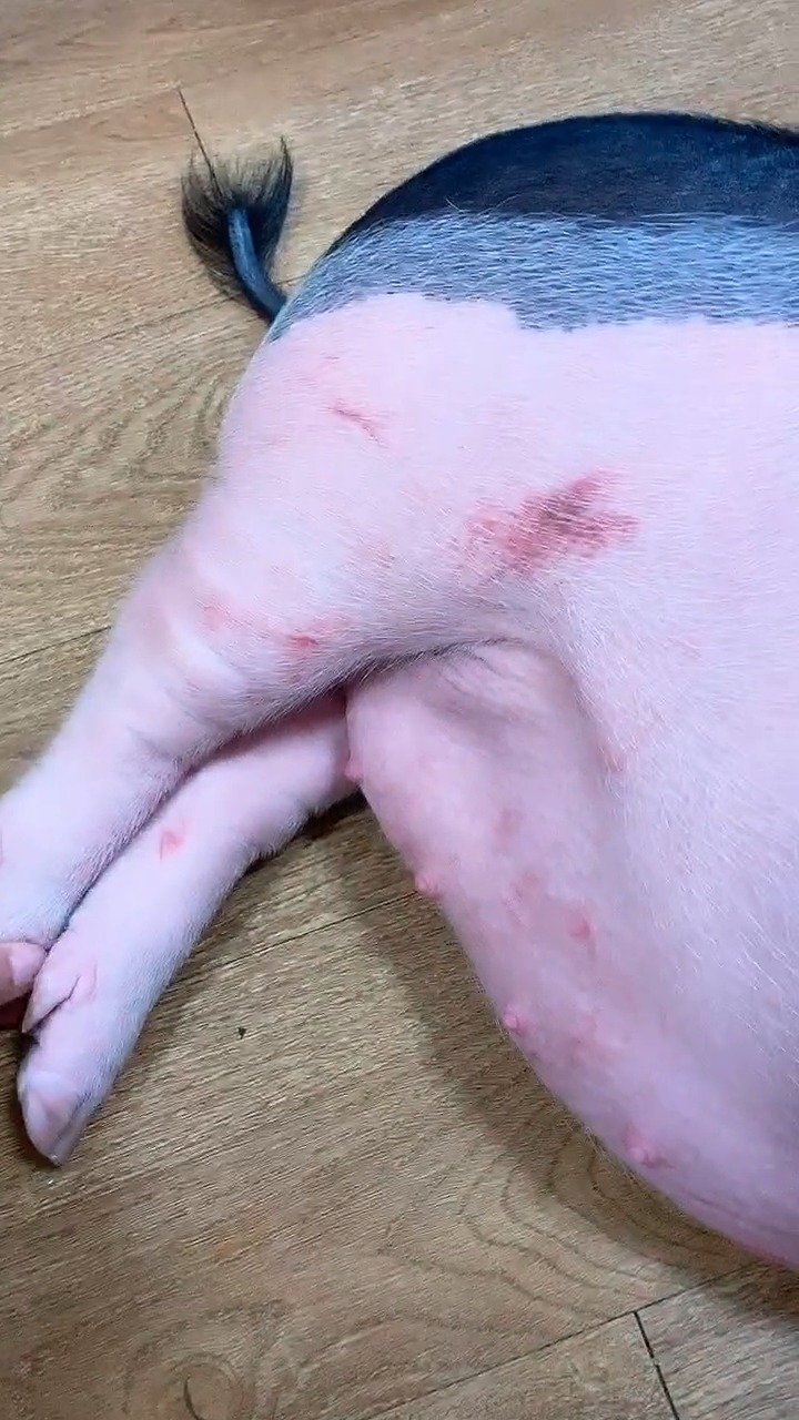 这只猪的身上竟然都是伤,终于安心的睡着了,真的太心疼了