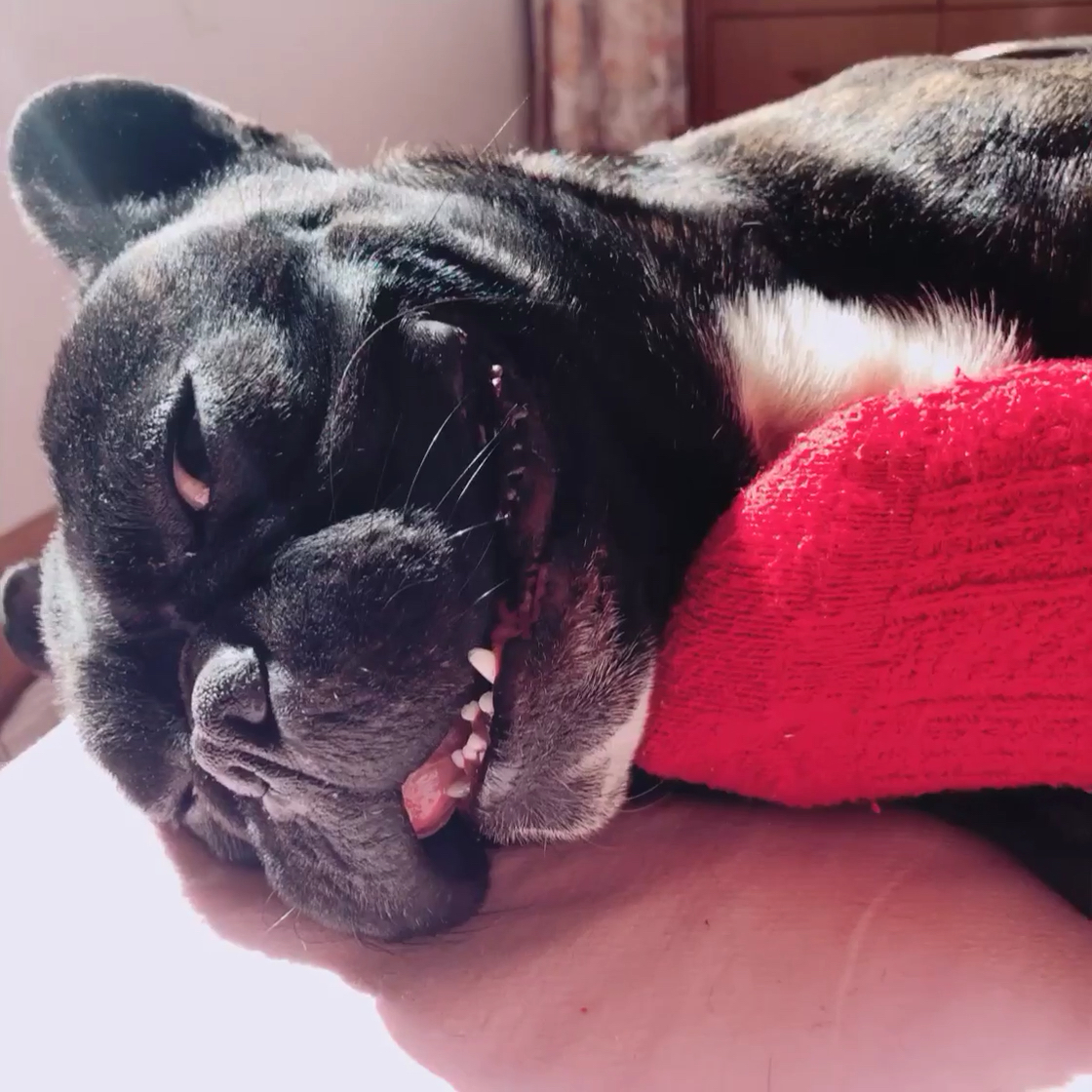 我家傻狗除了吃就是睡养成99了